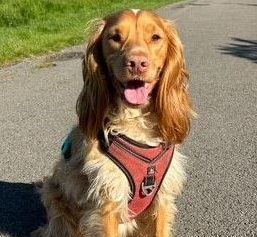 A cocker spaniel wearing a red harness is sitting on the side of a road.