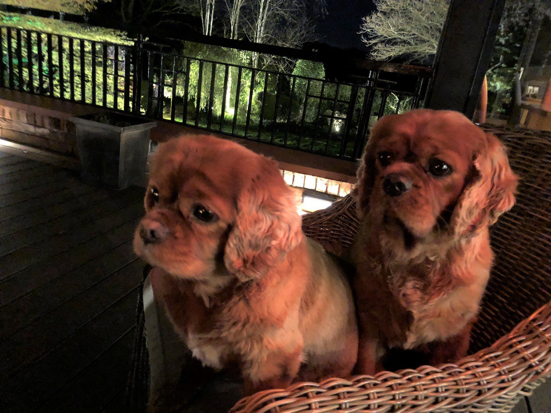 Buddy, Ruby, Michael Jefferies, Jefferies & Co