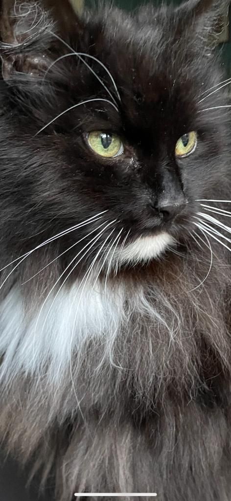A close up of a black cat with white whiskers and yellow eyes.