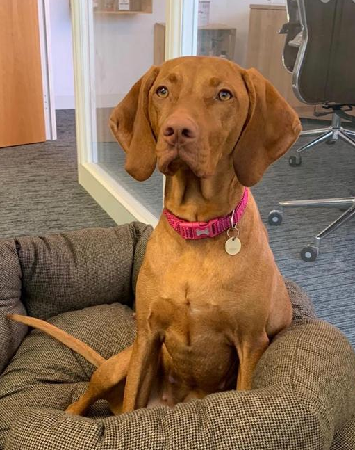 Elsa, Ryan Lisk, Hybrid Legal