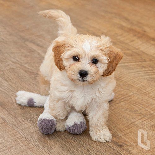 Harvey, Dale Lever, Lever Law