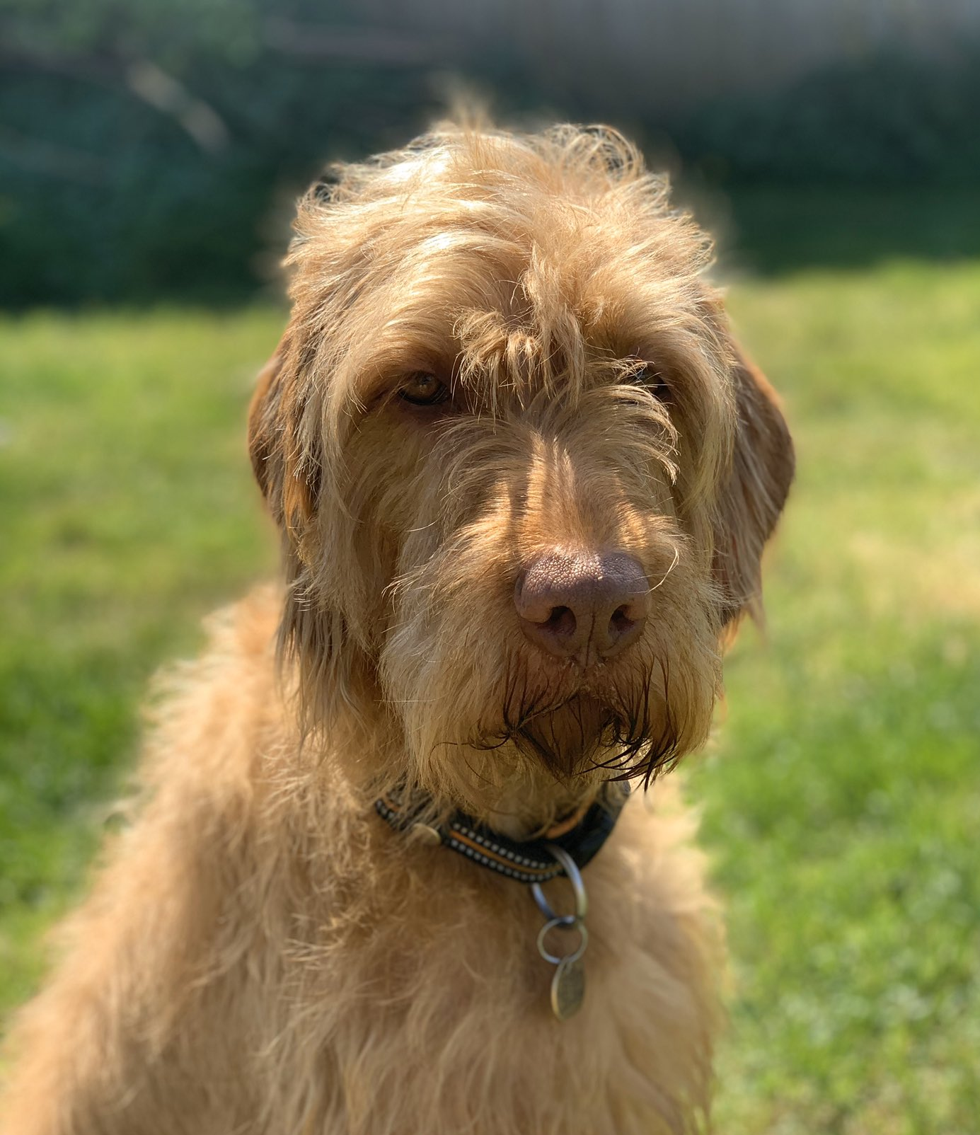 Hattie, Richard Pollins, DMH Stallard