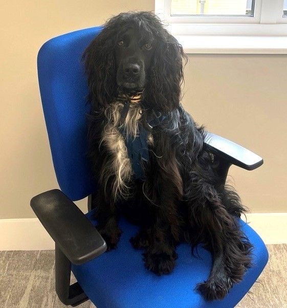 A black dog is sitting on a blue chair