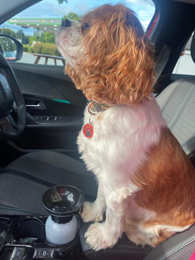 A brown and white dog is sitting in the driver 's seat of a car.