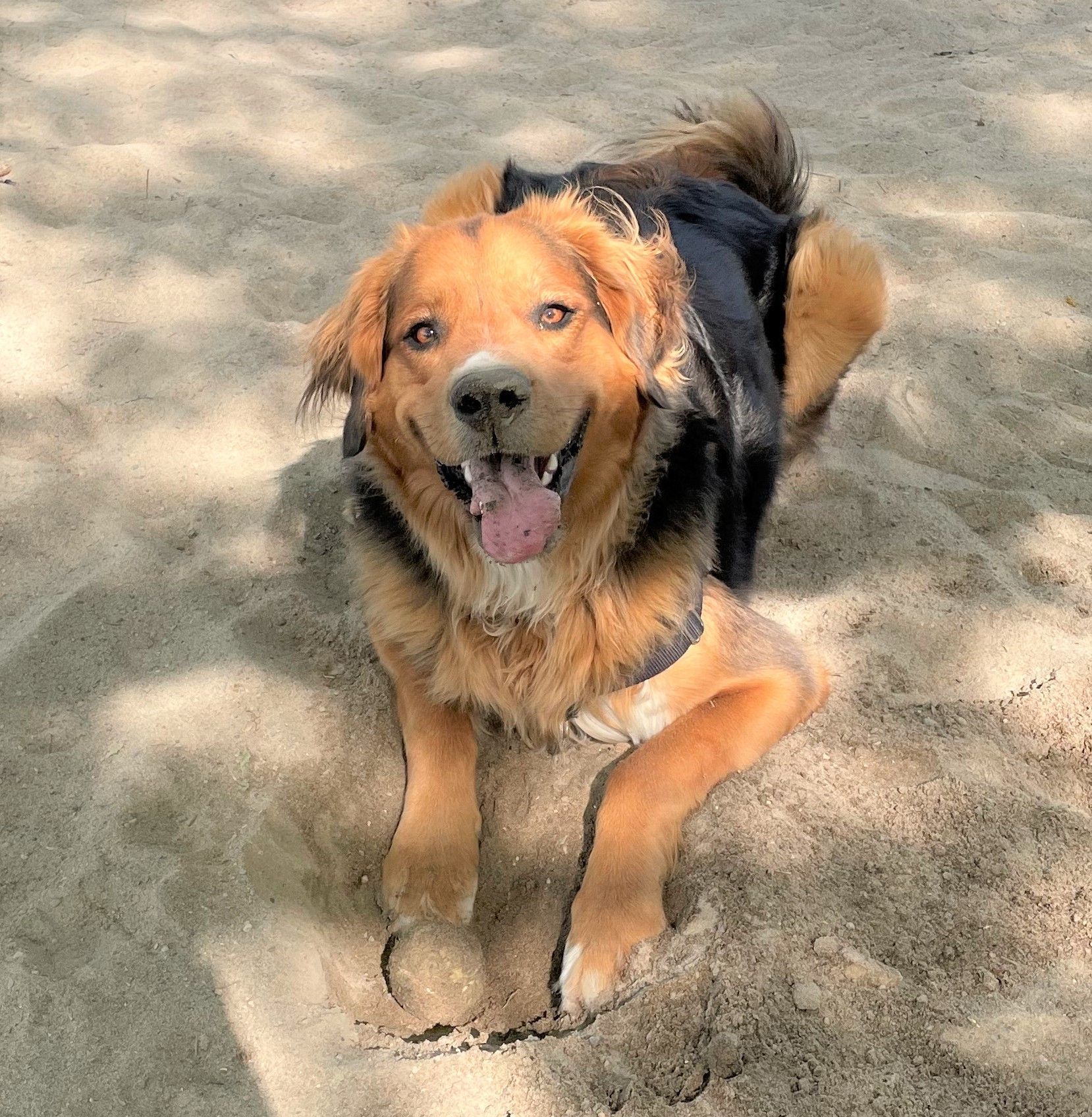A brown and black dog laying in the sand with its tongue hanging out
