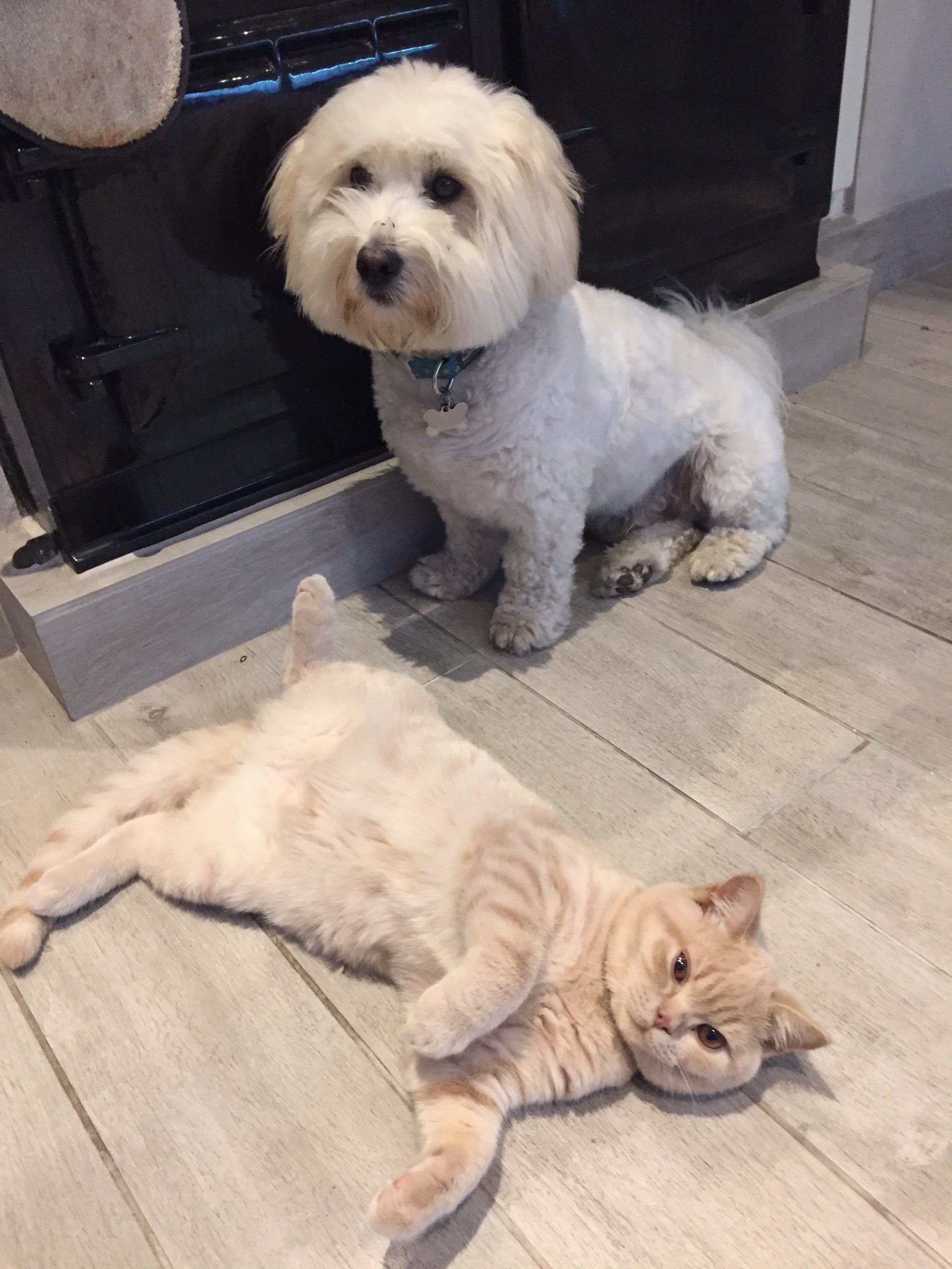 Lester, Kasper, Nigel Haddon, Haddon Consult