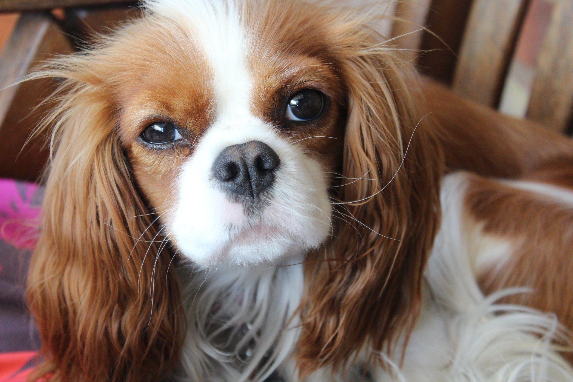 A brown and white cavalier king charles spaniel is laying in a chair and looking at the camera.