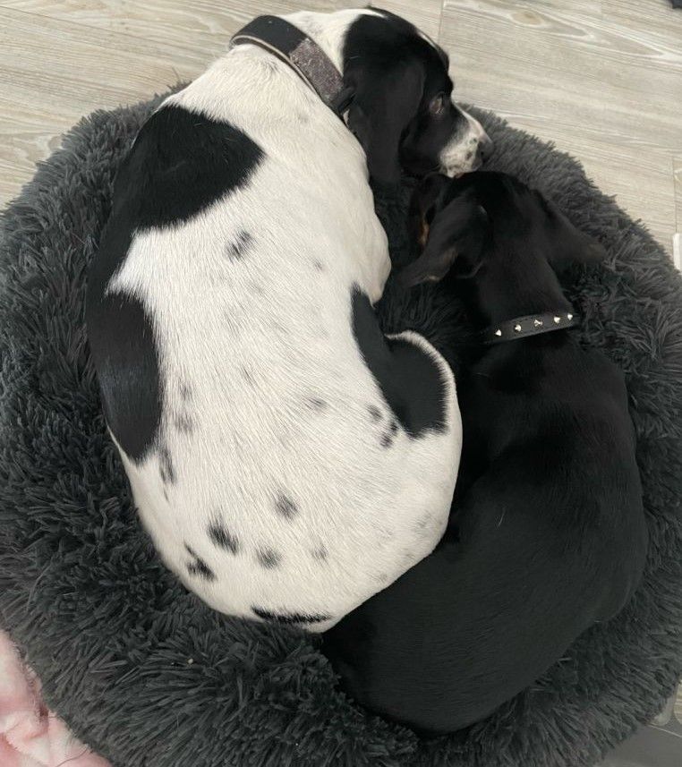 Two dogs are sleeping in a fluffy dog bed.