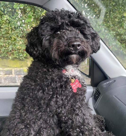 A small black dog is sitting in the driver 's seat of a car
