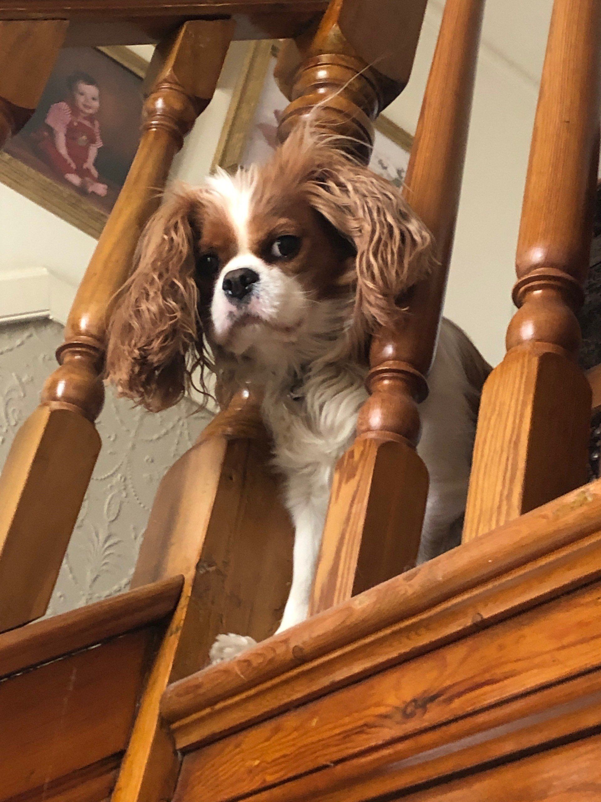 A brown and white dog is sitting on top of a wooden staircase.
