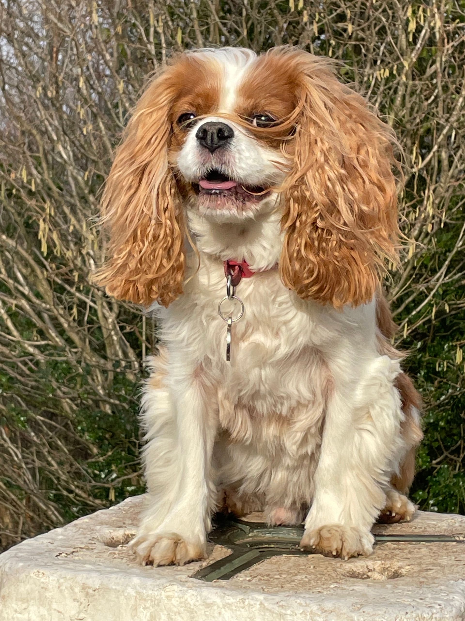 A brown and white cavalier king charles spaniel is sitting on a rock.