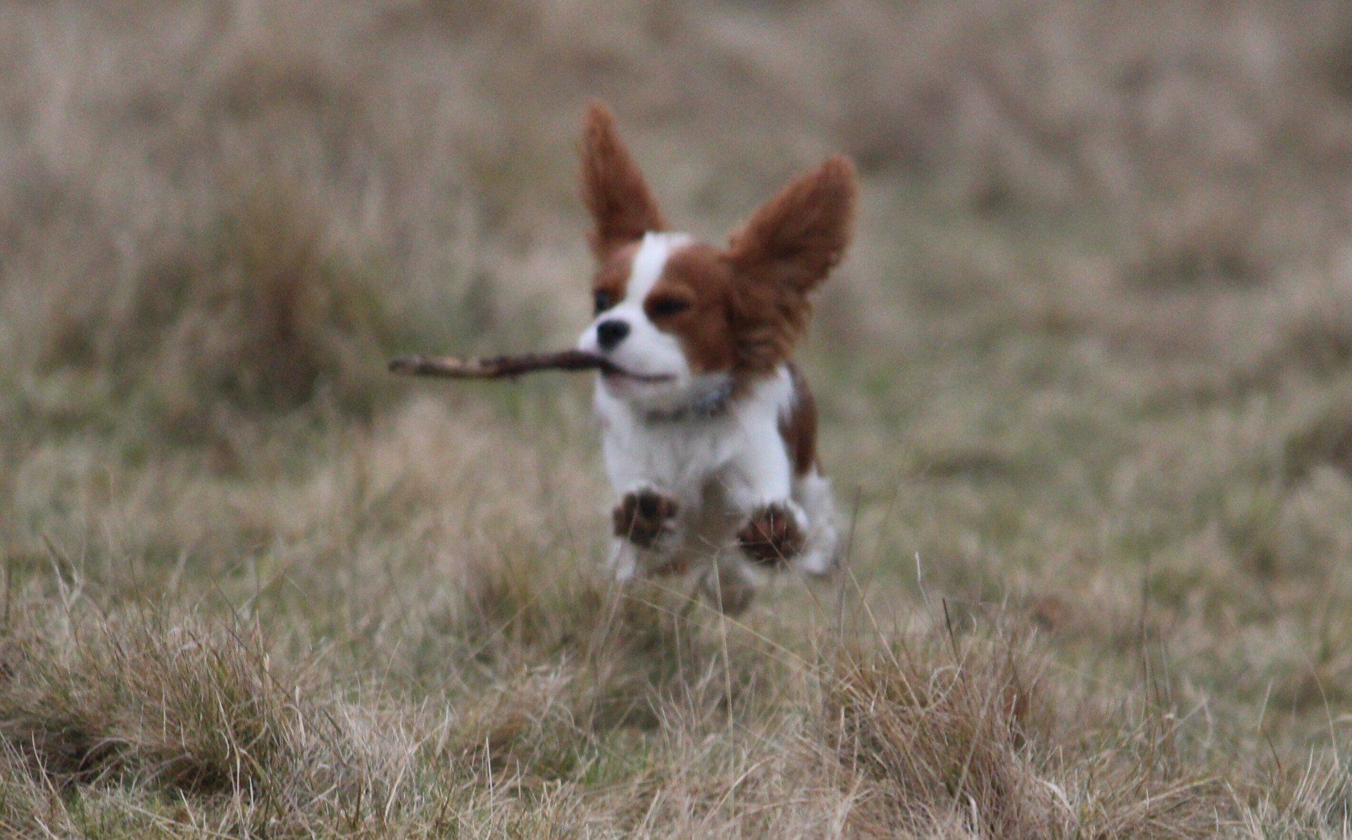A brown and white dog is running through a field with a stick in its mouth.