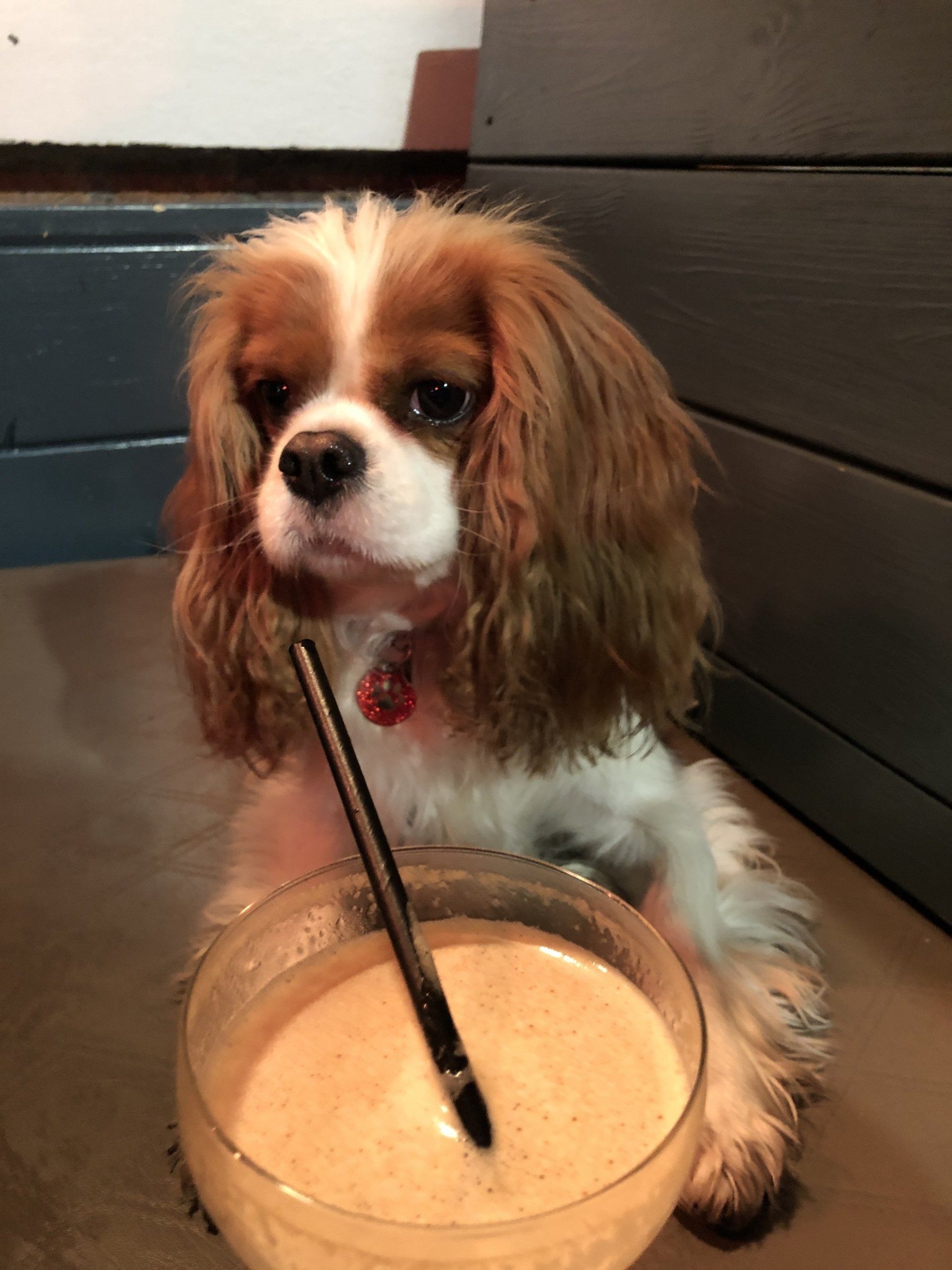 A small brown and white dog sitting next to a bowl of food with a straw