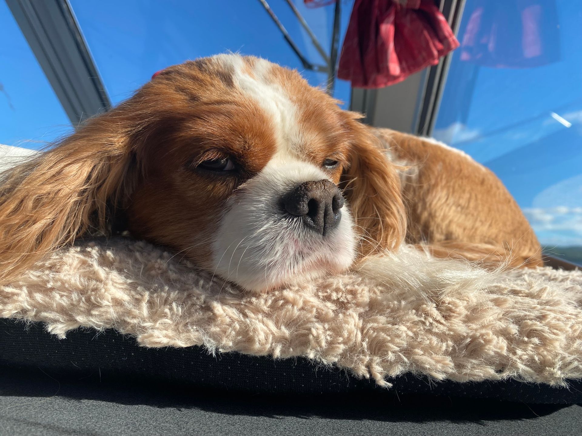 A brown and white dog is laying on a bed in front of a window.
