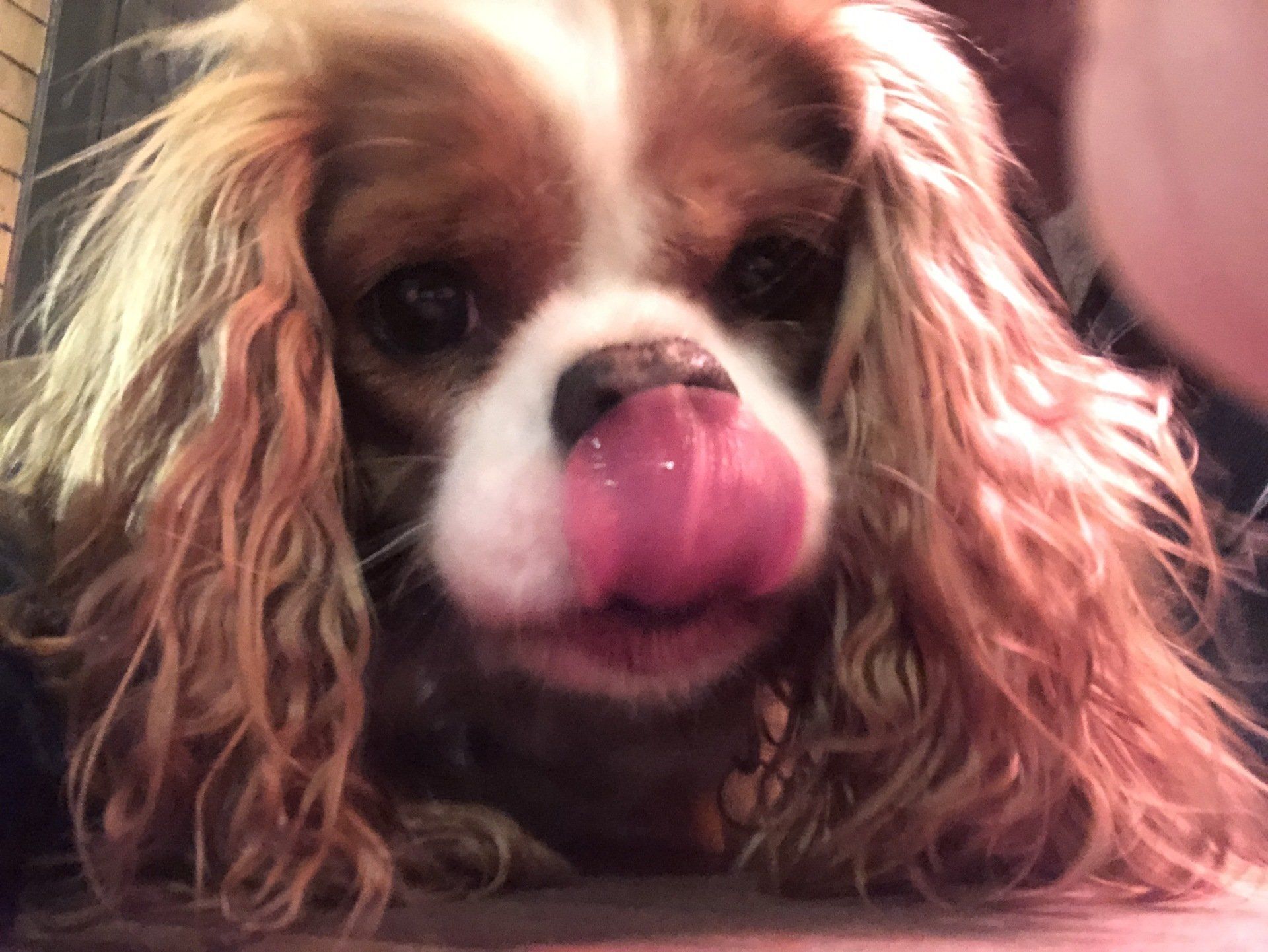 A close up of a brown and white dog sticking its tongue out