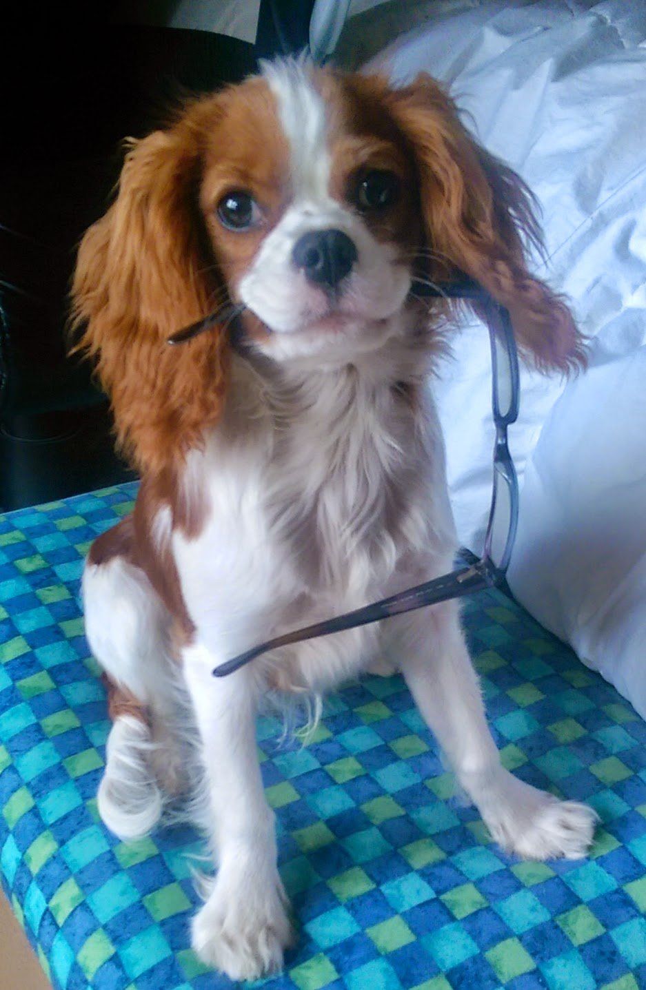 A brown and white dog is sitting on a blue blanket holding a pair of glasses.