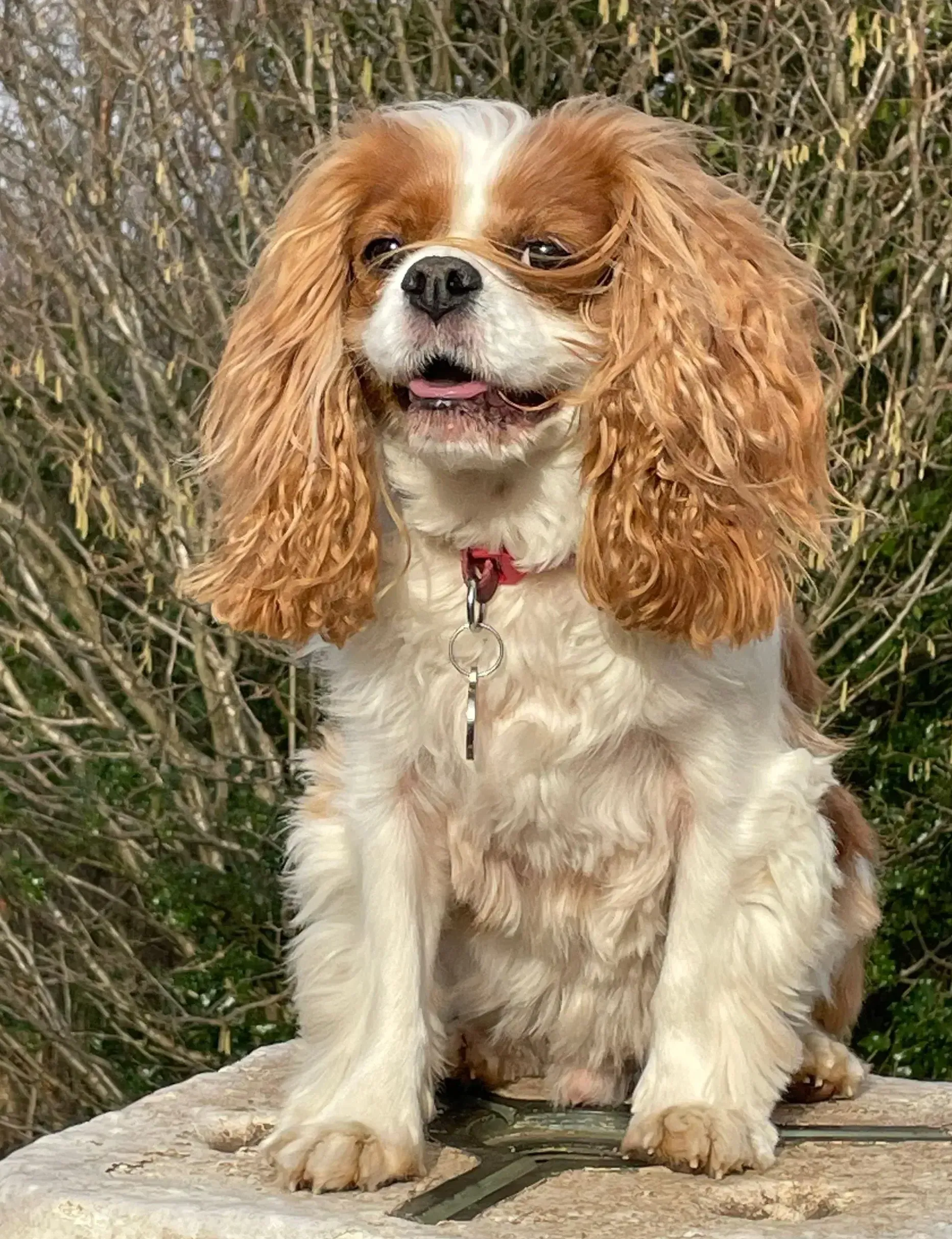 Jasper, Allan Carton, Carton & Co