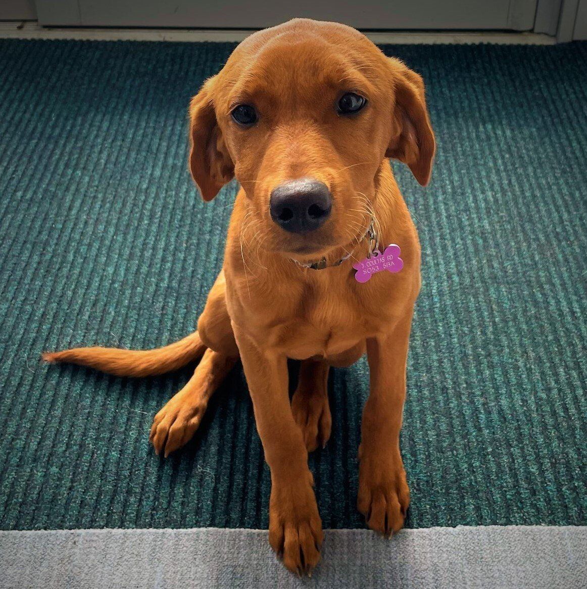 Lola, Bill Dhariwal, Lawcomm