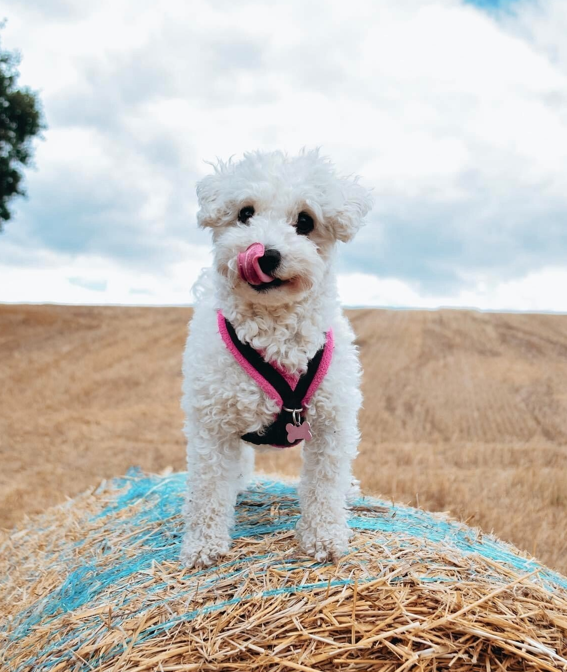 Molsey, Rachel Roche, Roche Legal