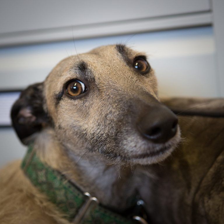 Ocha, Eileen Wilson, Hindle Campbell