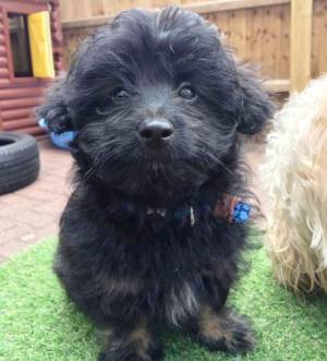 Oli, Kem Masinbo-Amobi