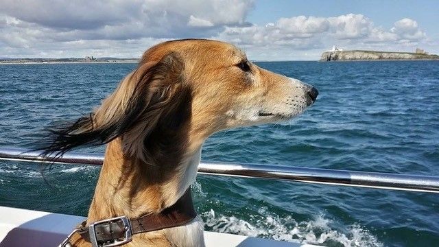 A dog is sitting on a boat looking at the ocean.
