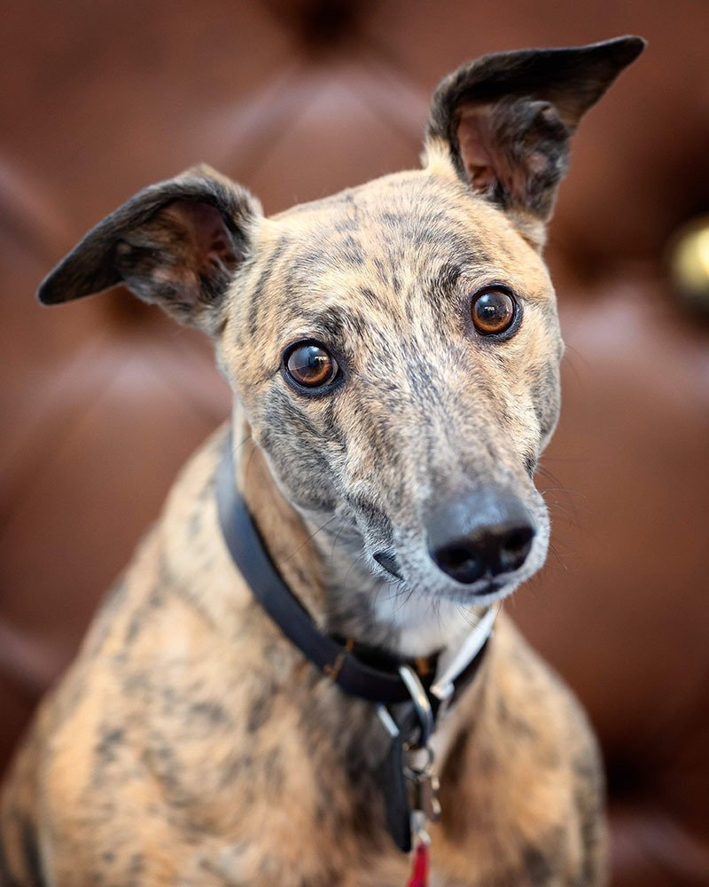 Prince Louis, Joanna Cook