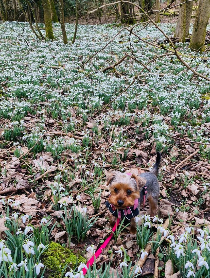 Queenie, Natalia Ruiz-Moreno, Boyes Turner