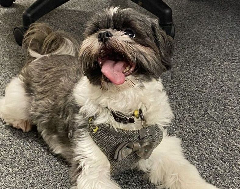 A small brown and white dog is laying on the floor with its tongue out.