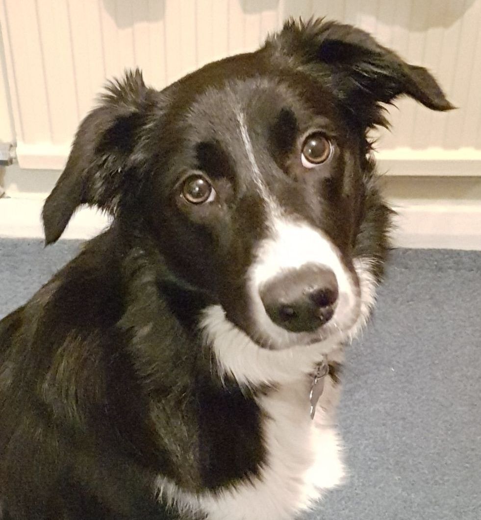 A black and white dog is sitting on a blue carpet and looking at the camera.