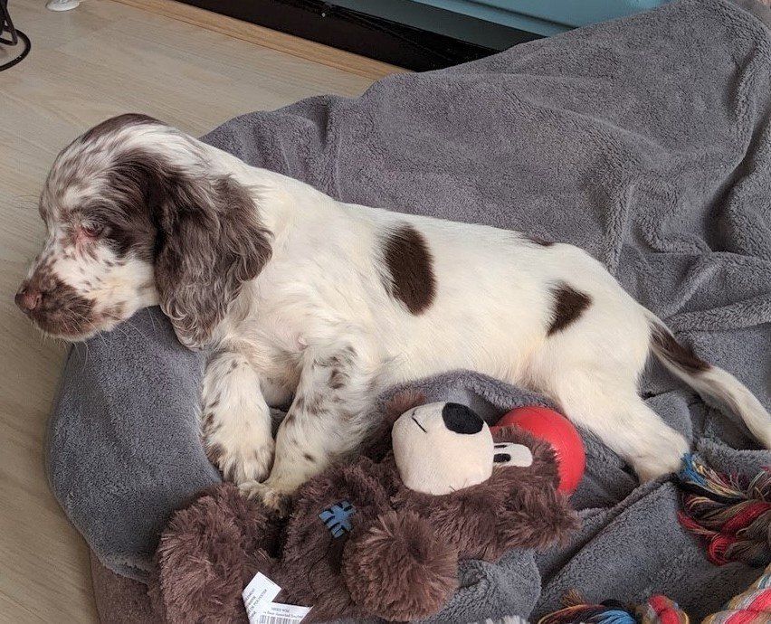 Squid, Peter Adams, De Pinna