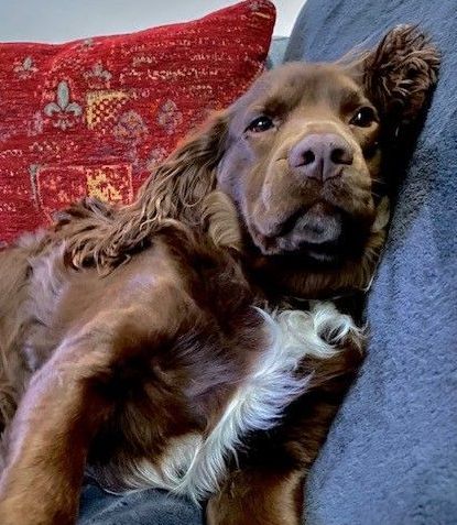 A brown dog is laying on a couch next to a red pillow.
