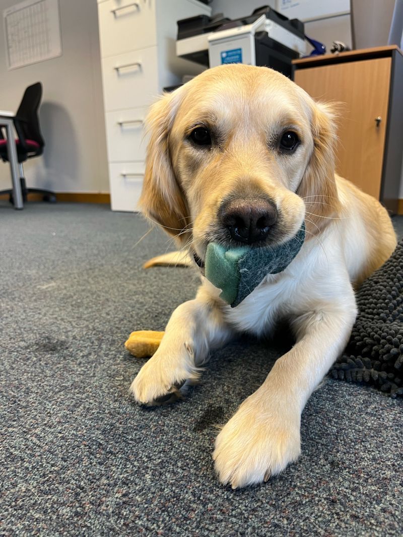 A dog is laying on the floor with a toy in its mouth.