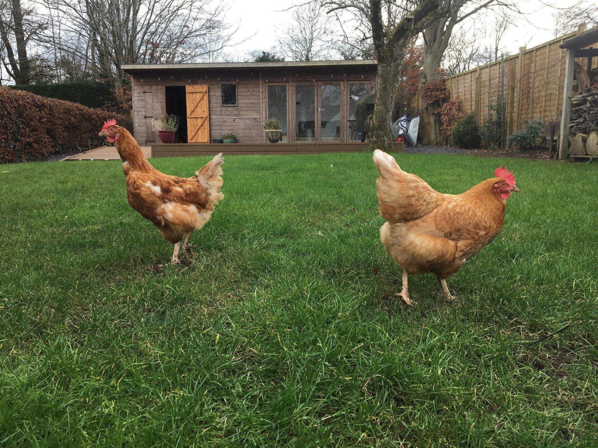 Tina & Spud, Colin White, Ortus