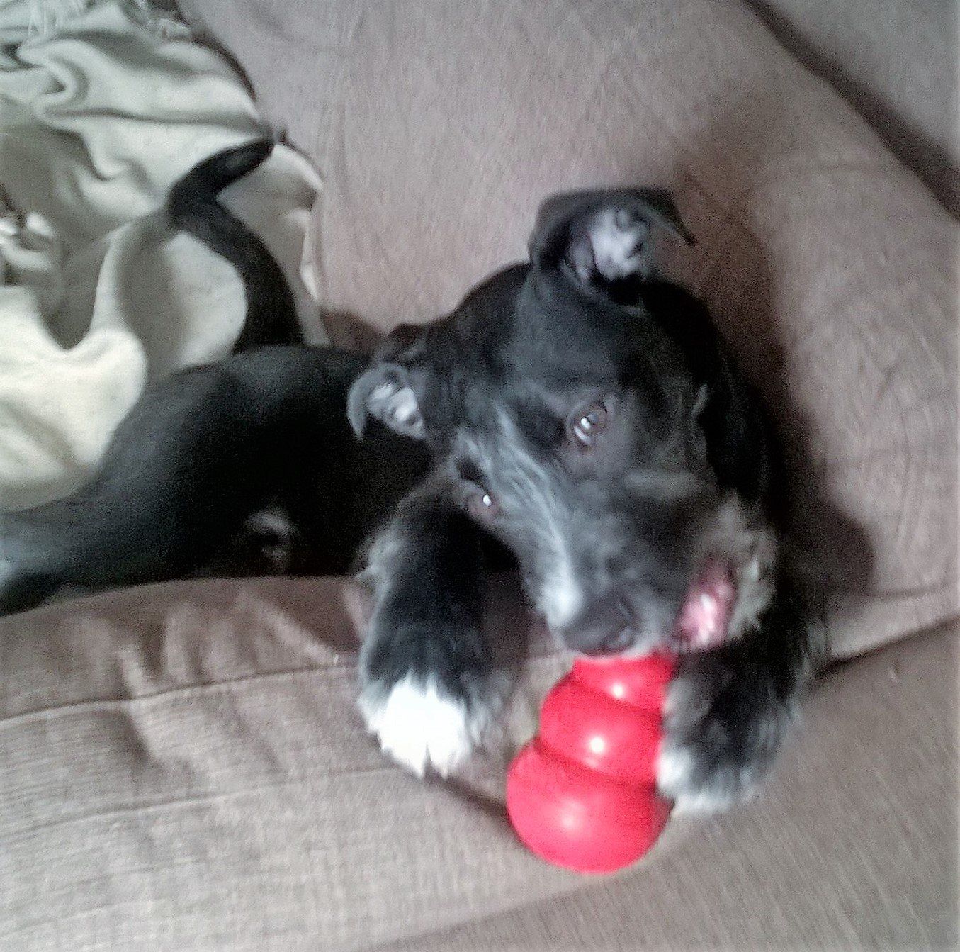 Badger, Laura Pinkney, Nottingham Law School