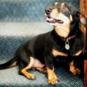 A black and brown dog is sitting on a set of stairs looking up.