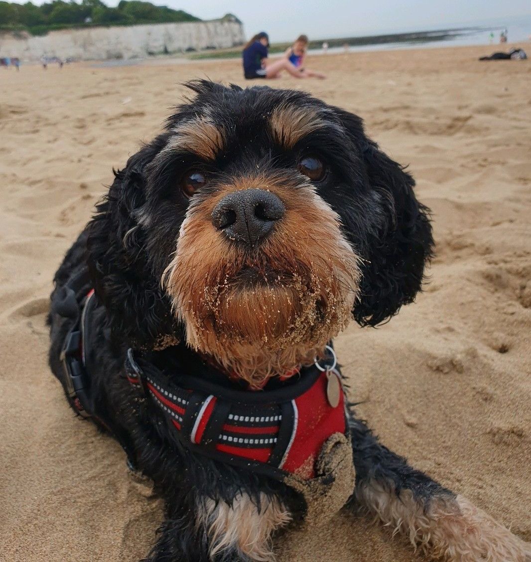 A dog wearing a harness is laying on the beach
