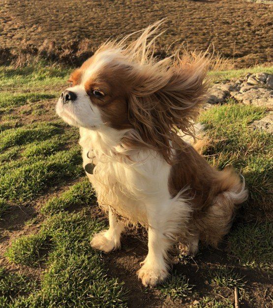 A brown and white dog is sitting in the grass with its hair blowing in the wind.