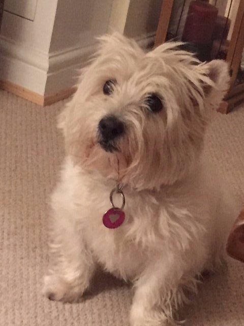 Daisy, Fran Eccles-Bech, Manchester Law Society