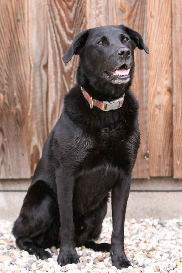A black dog is sitting on a pile of gravel in front of a wooden fence.