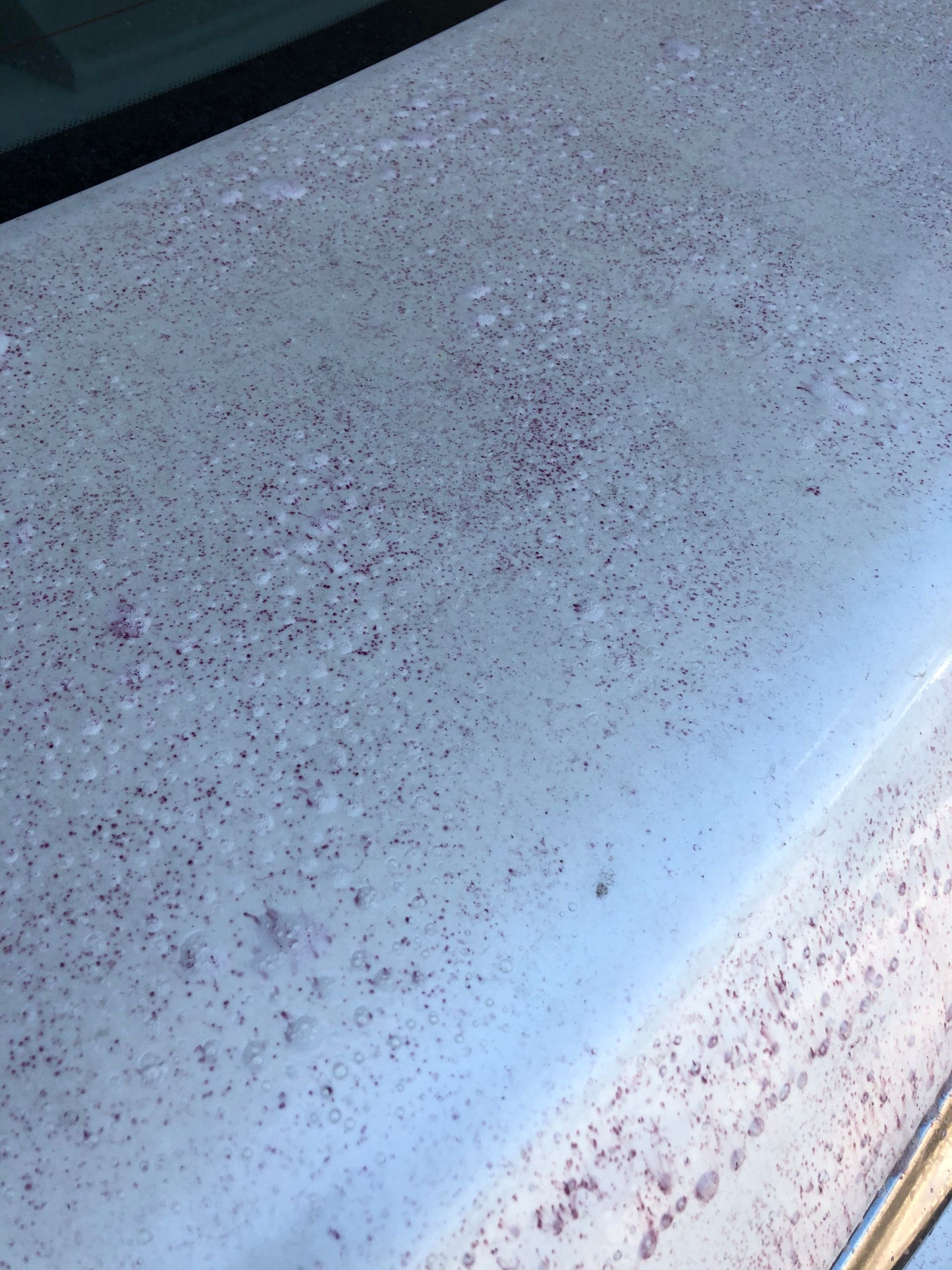 White car hood with scattered pink spotting, possibly paint damage.