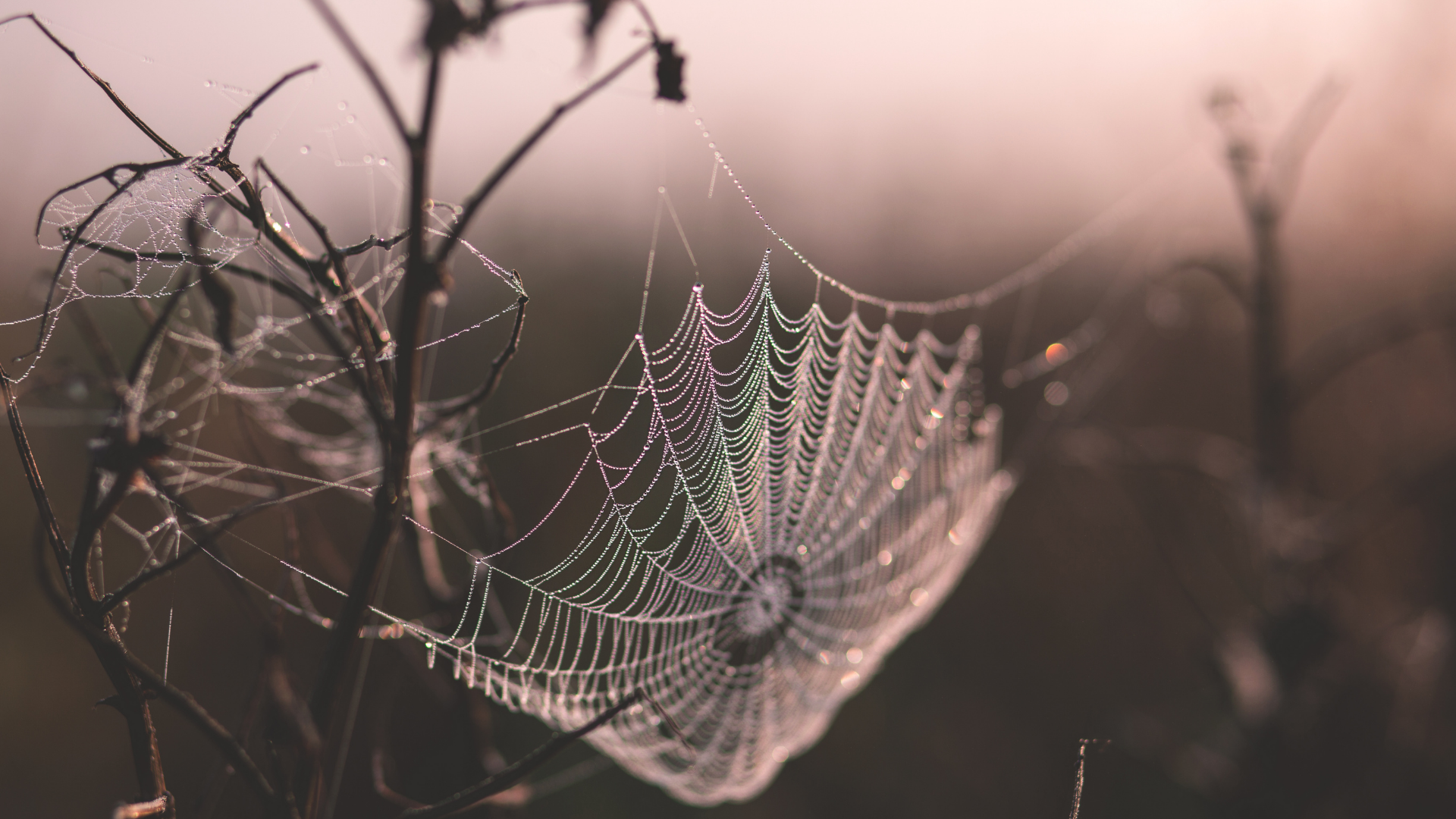 Dew-covered spiderweb on dried plants, glowing in the morning light.