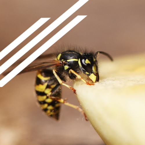 A close up of a wasp eating a piece of banana