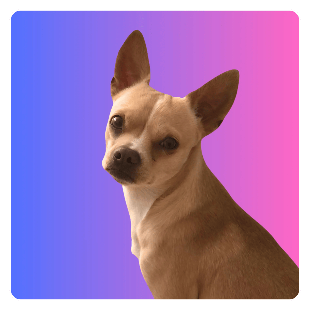 A small brown dog is sitting in front of a pink and blue background