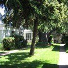 A lush green yard with trees and a house in the background.