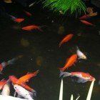 A bunch of fish are swimming in a pond.