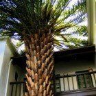 A palm tree is growing in front of a building.