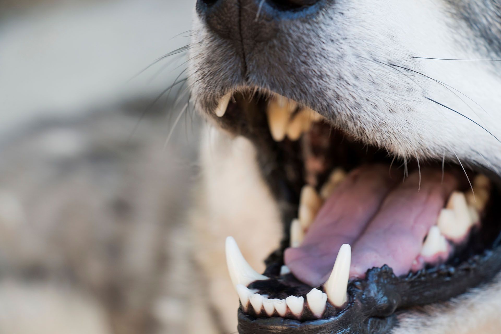 A close up of a dog's teeth with its mouth open.