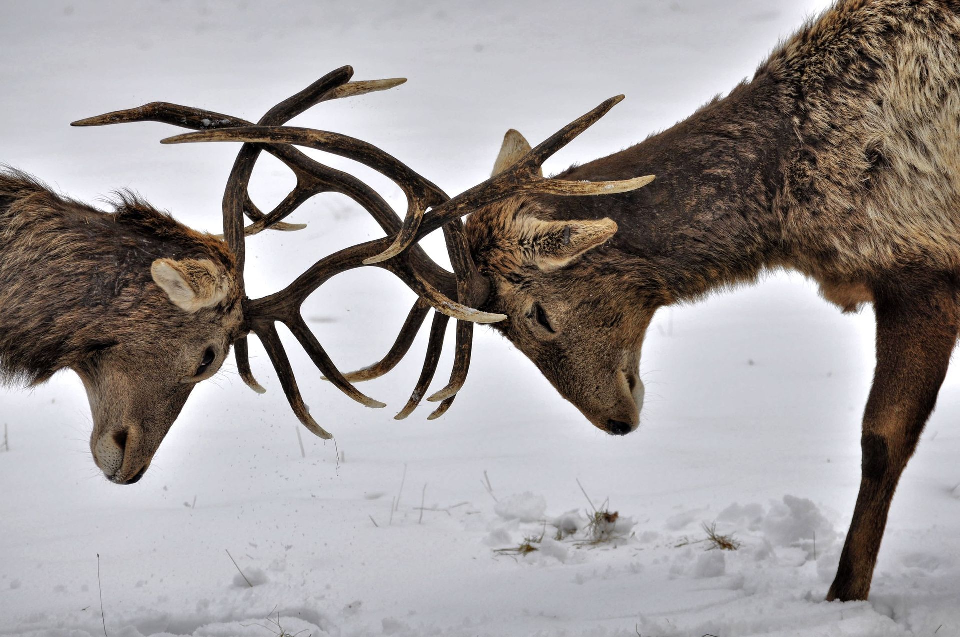 two deer clashing