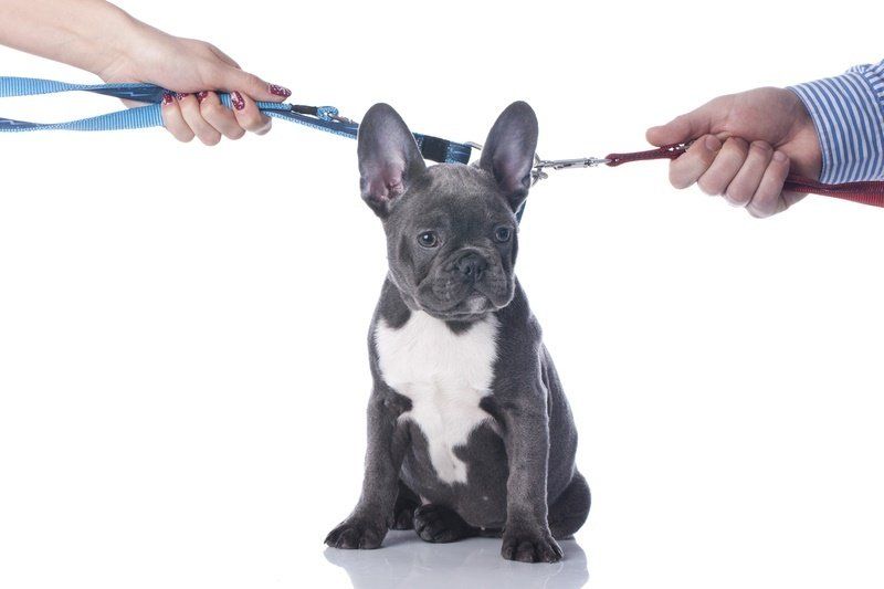 a french bulldog puppy is being held by two people on a leash